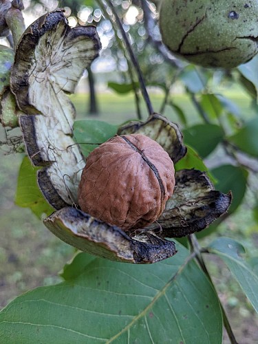 Vente de noix et huile de noix bio à la ferme Guillaume Vial