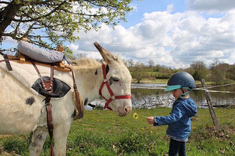 Donkey rides - La Ferme de la Marinette