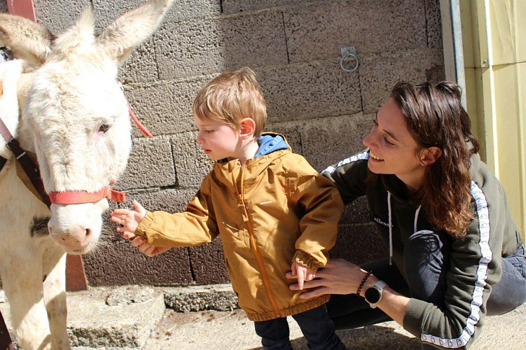 Donkey rides - La Ferme de la Marinette