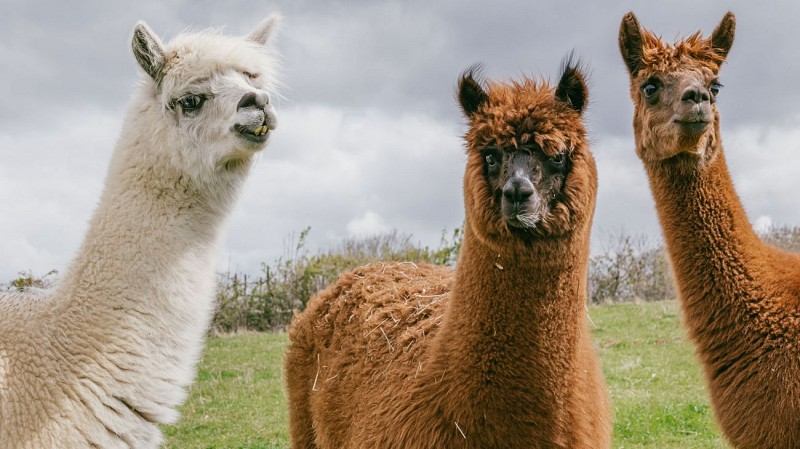La Ferme de la Marinette - Visite ferme pédagogique