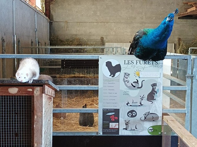 La Ferme de la Marinette - Visite ferme pédagogique
