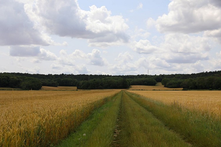 Au milieu des champs 