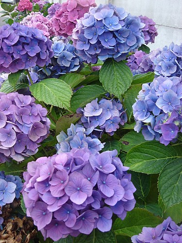 La Villa des Hortensias