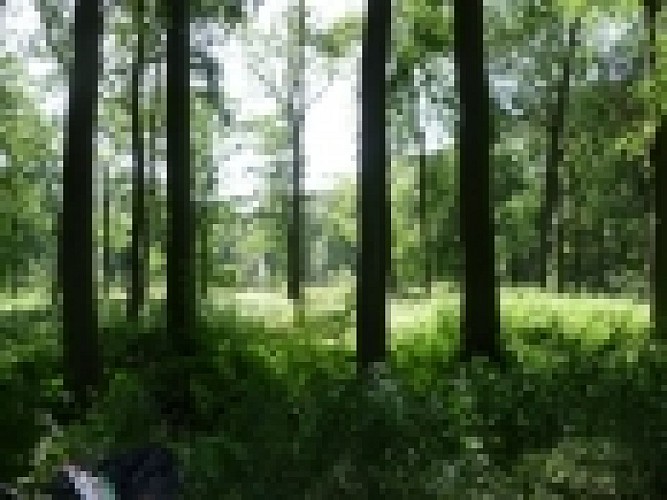 Bos van Haye du Roeulx