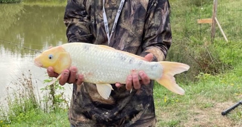 carpe koi gite l'etang des soays