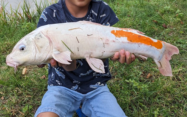 carpe koi gite l'etang des soays