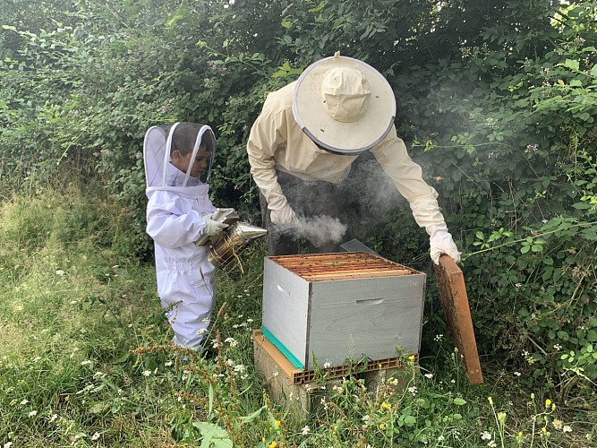 DECOUVERTE DES ABEILLES