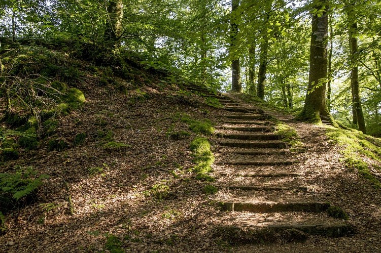 20200805_OT_PaysdeVire_LMACH_Forêt_Saint-Sever-21