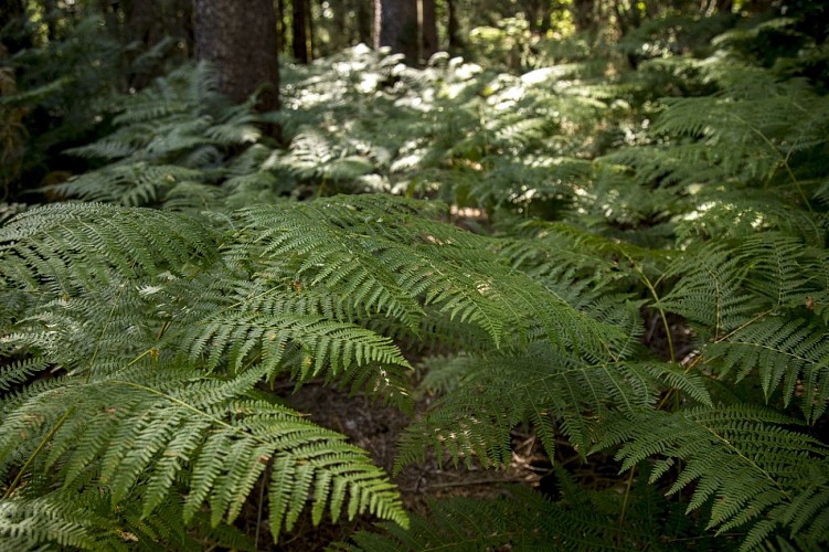 Forêt de Saint-Sever