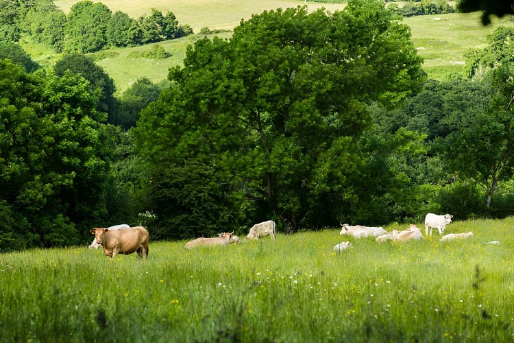Troupeau de bovins aux rochers des Parcs.
