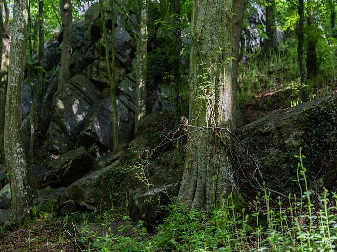 Des-arbres-au-milieu-de-la-roche