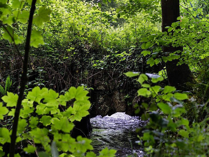 point-d'eau-au-centre-des-arbres