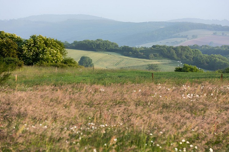 Les prairies des rochers de la Houle. / © Thierry Houyel