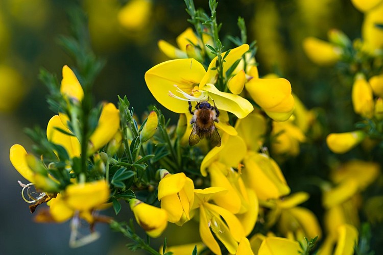 Les genêts à balais aux rochers de la Houle.