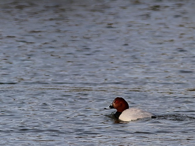 Le marais de Blonville-Villers