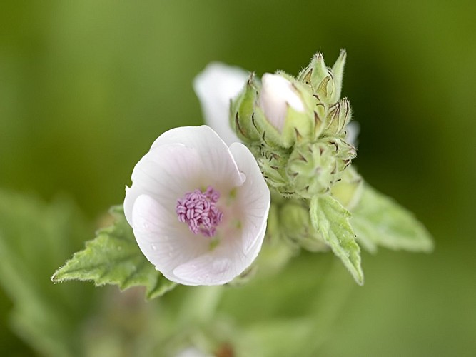 Guimauve officinale