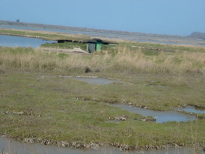 Les marais de Sallenelles