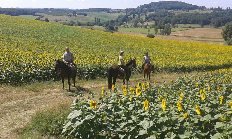 Ferme équestre Les Abrons 10