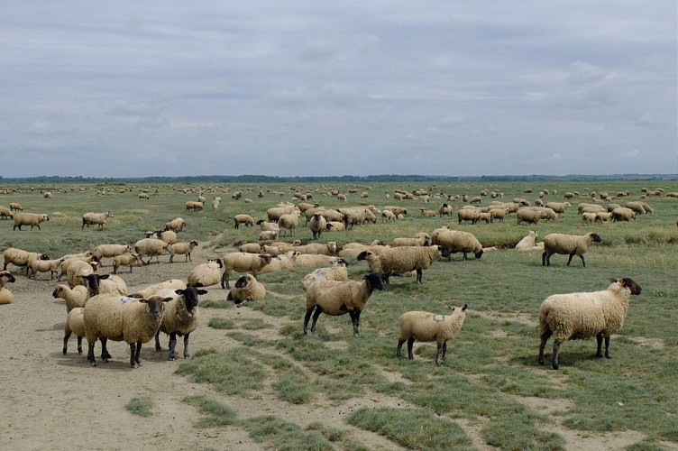 Moutons de prés-salés