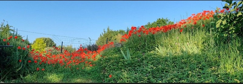 Screenshot_20231218_101902_Chrome~2