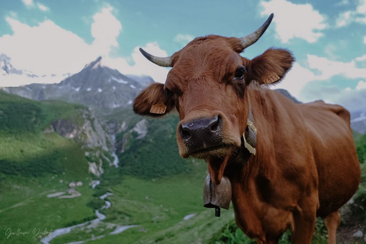 Alpage de Ritord (Ritord Alpine Pastures)