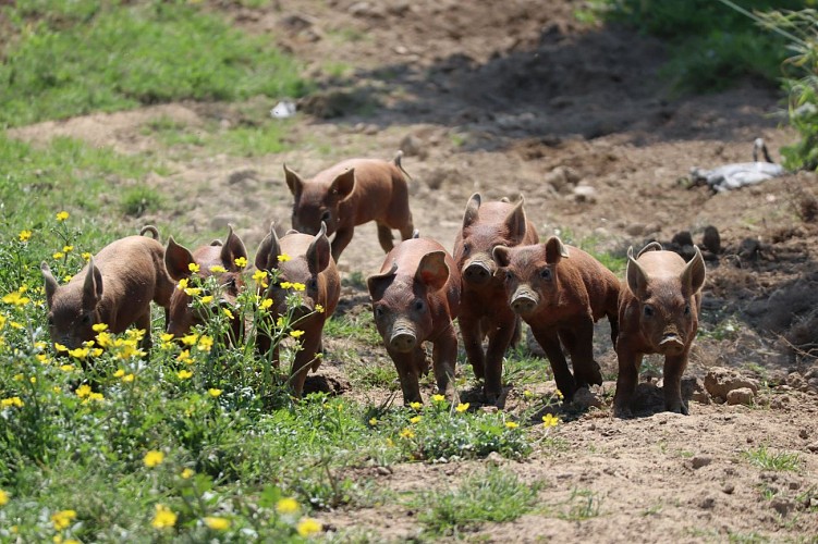 Les Coquelicots Rocheservière