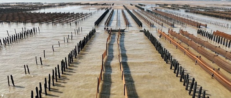 ISTREG Conchyliculteurs