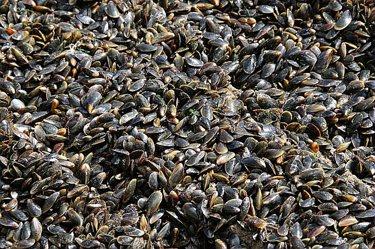 ISTREG Conchyliculteurs