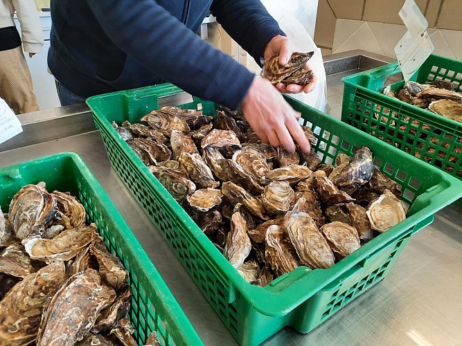 ISTREG Conchyliculteurs