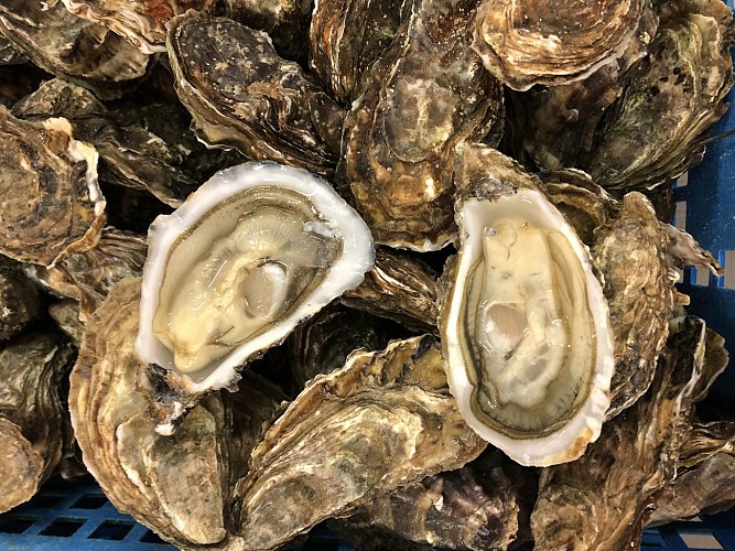 ISTREG Conchyliculteurs