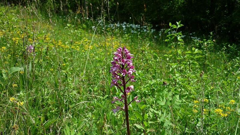 Orchis militaris à Dorlisheim