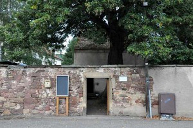 Tilleul à l'entrée à Mutzig