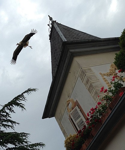 Chambres d'hôtes - Albert HERTZ