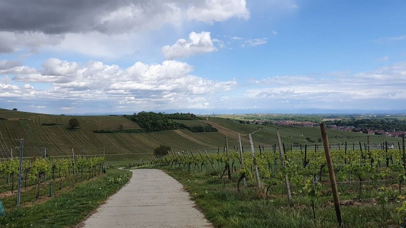 Point de vue sur l'Altenberg à Wolxheim
