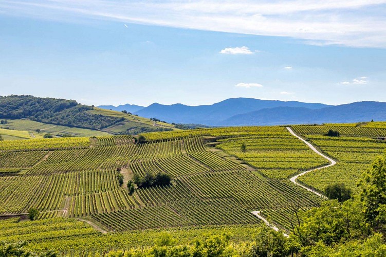 Vignoble Altenberg de Wolxheim à Wolxheim