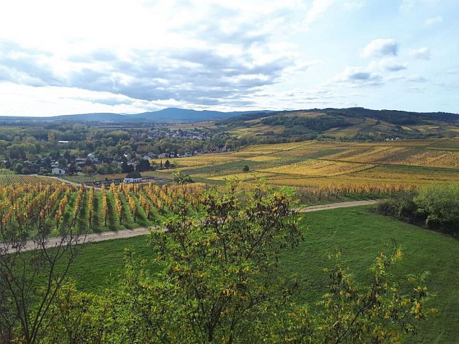 Vignoble de la ville