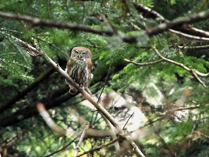 Naturpark Forêt des Volcans et des Vogelsteine