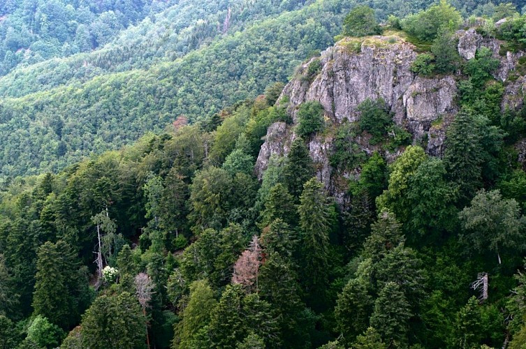 Réserve naturelle de la Forêt des Volcans et des Vogelsteine