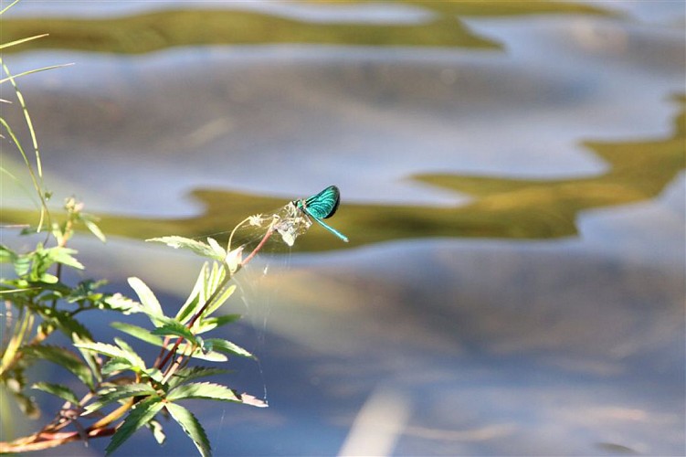 Lac de Sewen