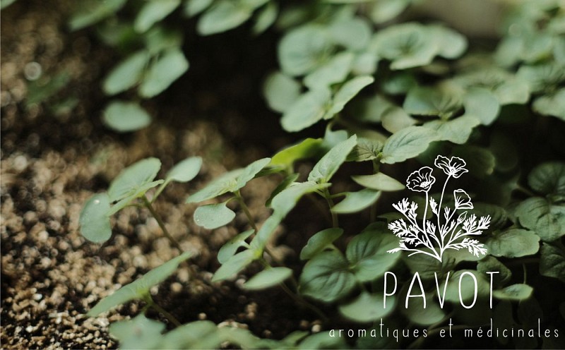 Pépinière Pavot