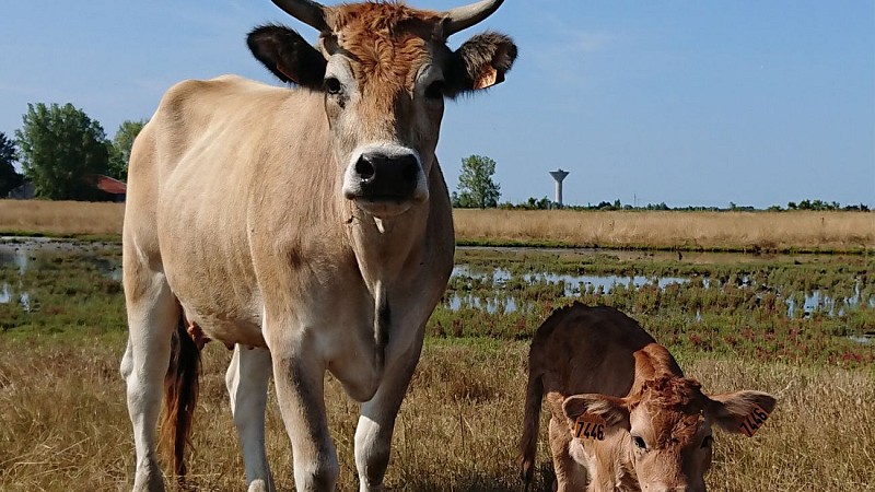 GAEC Vachement Salée