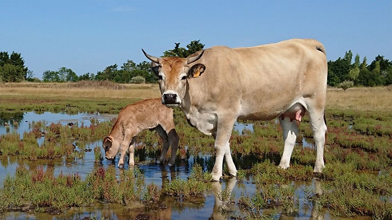 GAEC Vachement Salée