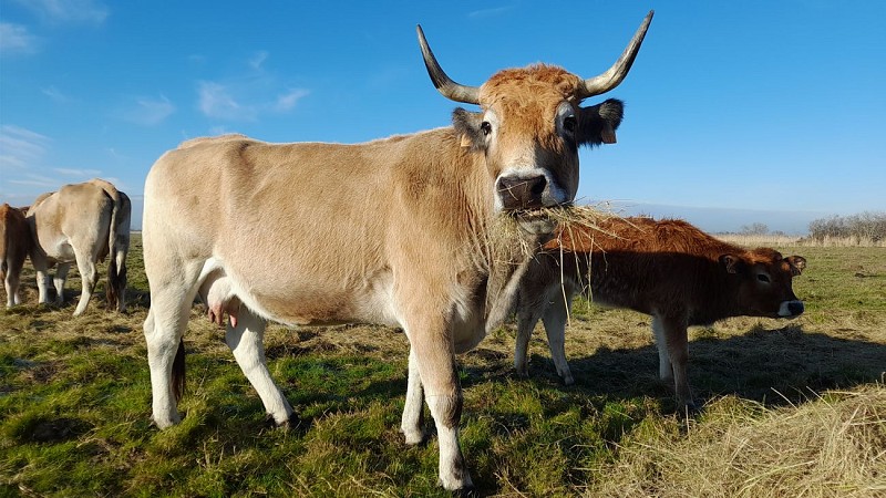 GAEC Vachement Salée
