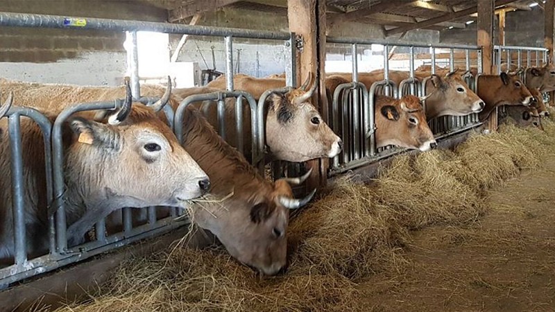 GAEC Vachement Salée