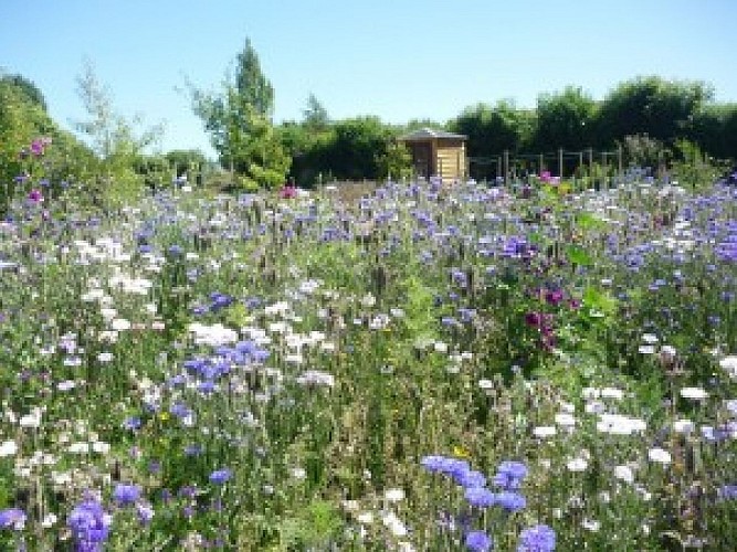 Jardin de plantes mellifères d'Histoire d'Abeille à Bouin Plumoison