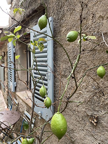 Citrons, rue de la Treille