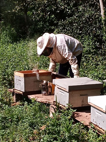 Abeilles avril 2020