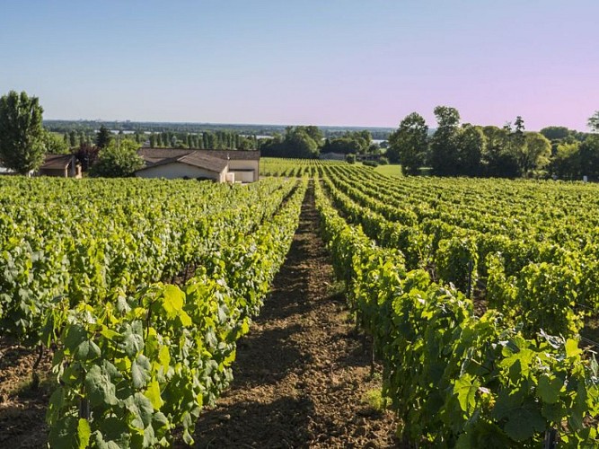 Chateau Jacquet vigne (800x600)