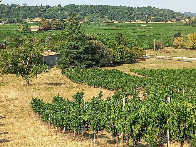 0_Gotic depuis les vignes de Cazalis