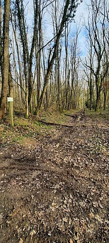 Forêt d'Othe